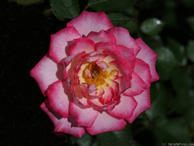 'Sweet Caroline' rose photo