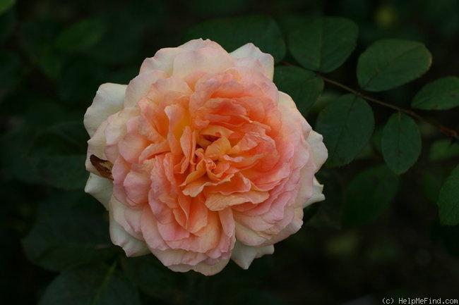 'Alphonse Daudet ®' rose, click to enlarge 'Alphonse Daudet ®' rose photo
