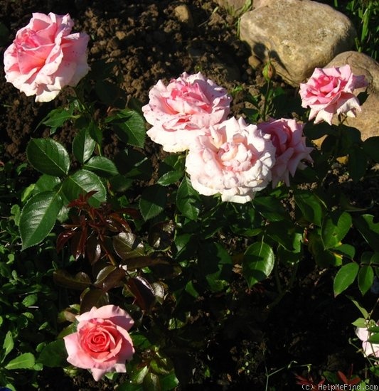 'Poesie (grandiflora, Warriner, 1987)' rose photo