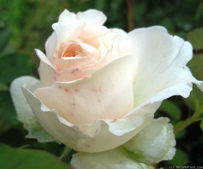 'Sebastian Kneipp ™' rose photo