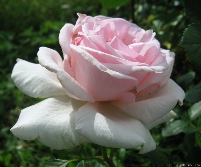 'Chloe Renaissance' rose photo