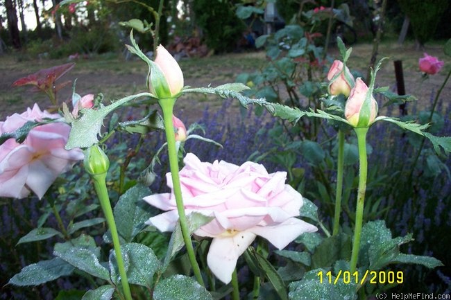 'Eterna Giovinezza (hybrid tea, Aicardi 1937)' rose photo