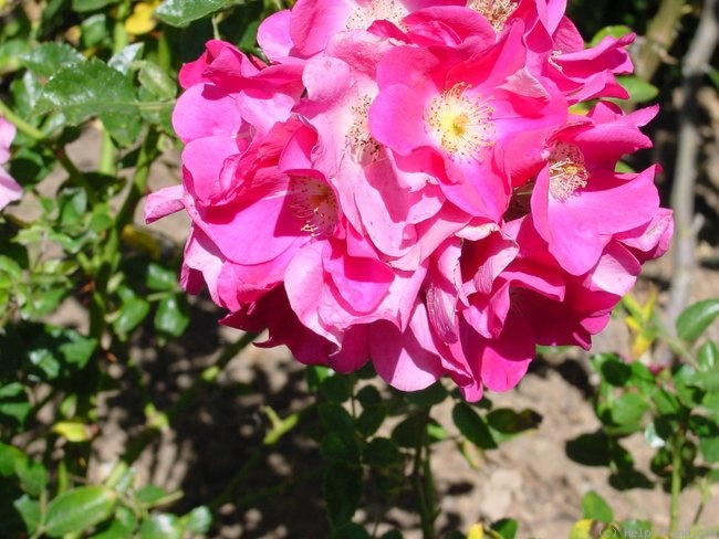 'Duncan's Rose' rose photo