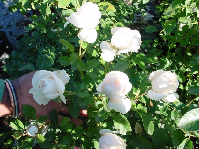 'Pure Magic (floribunda, Matthews, 1998)' rose photo