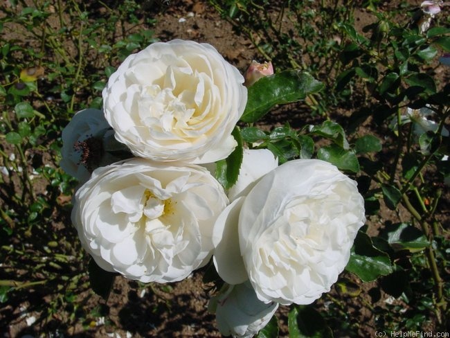 'Pure Magic (floribunda, Matthews, 1998)' rose photo