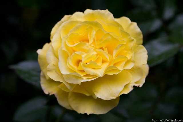 'Heart of Gold (hybrid tea, McGredy, 1987)' rose photo