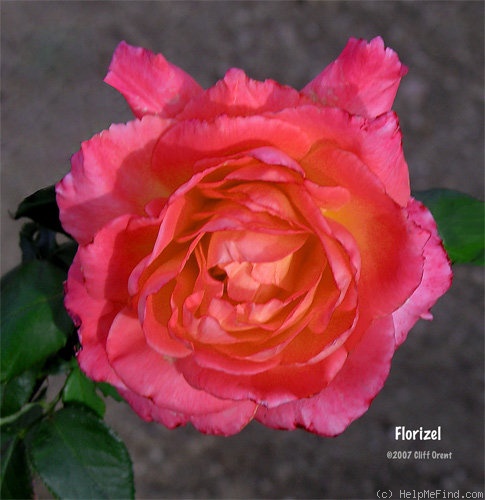 'Florizel' rose photo