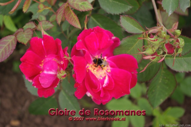 'Gloire de Rosomène' rose photo