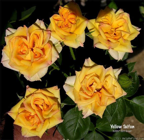 'Yellow typhoon' rose photo