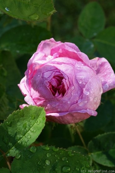 'Salet (Moss, Lacharme, 1854)' rose photo