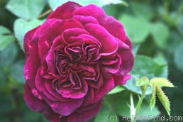 'Chianti' rose photo
