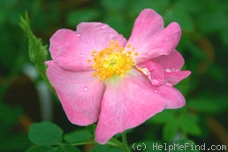'R. gallica pumila' rose photo