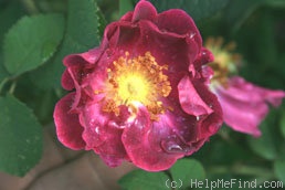 '<i>Rosa gallica violacea</i>' rose photo