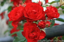 'Scarlet Meidiland' rose photo