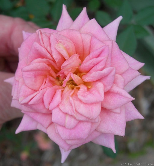 'Nancy Hall' rose photo