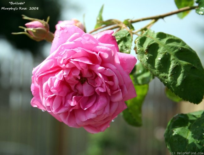 'Bullata' rose photo