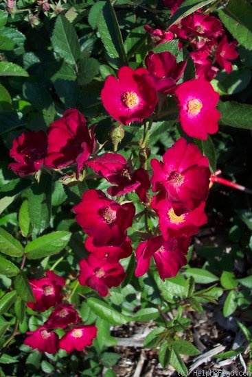 'Candy Oh! Vivid Red' rose photo