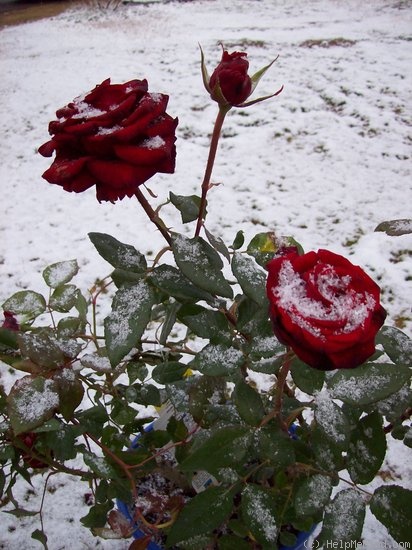 'Black Magic ® (hybrid tea, Evers/Tantau, 1995)' rose photo