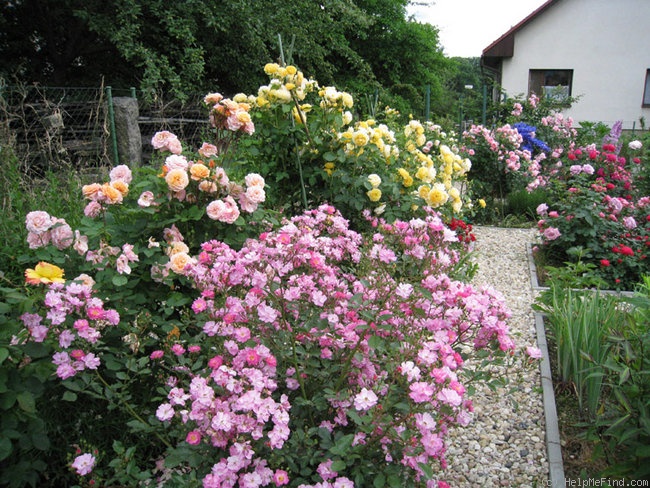 'Lavender Dream' rose photo