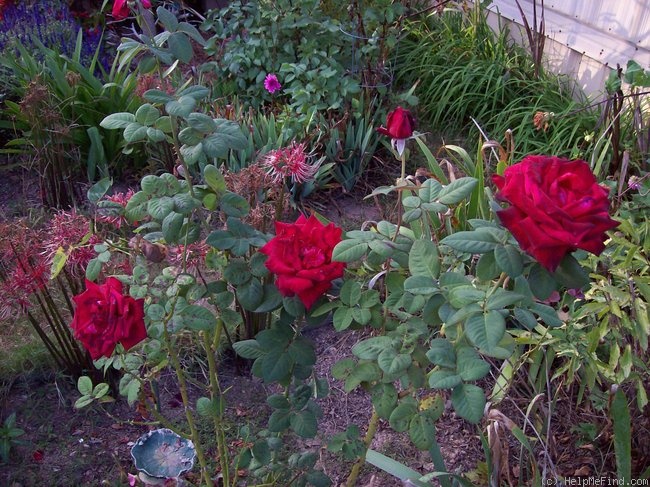 'Red Masterpiece (Hybrid Tea, Warriner, 1974)' rose photo