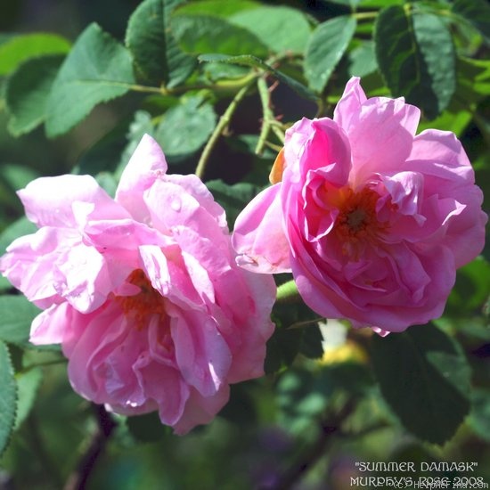 'Summer Damask' rose photo