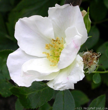 'Morden Snowbeauty' rose photo