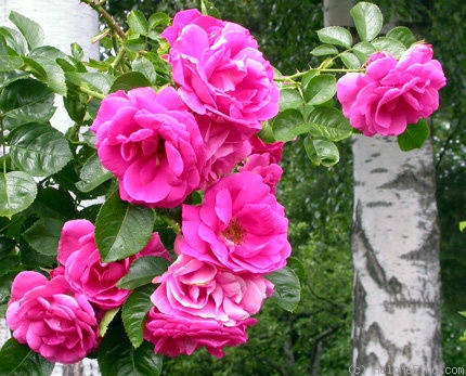 'Freja (shrub, Carlsson-Nilsson, 2000)' rose photo