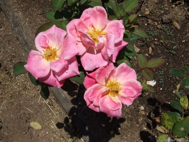 'ASPAQ' rose photo