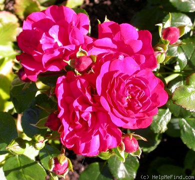 'Gärtnerfreude ® (floribunda, Kordes 1999)' rose photo