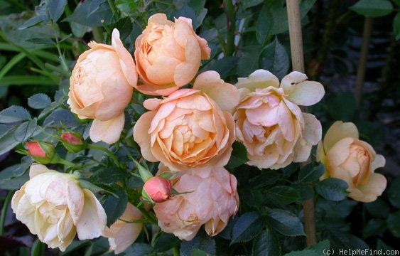 'Amber Cover ®' rose photo