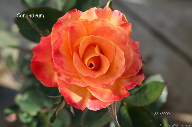 'Conundrum ™' rose photo