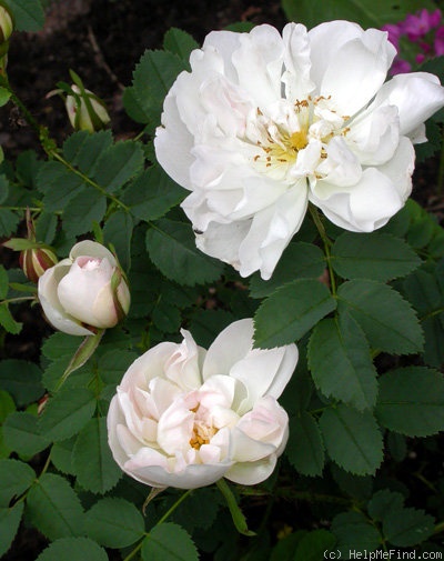 'Paula Vapelle' rose photo