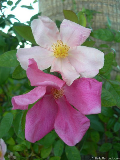 'Mutabilis (china, Unknown, before 1894)' rose photo