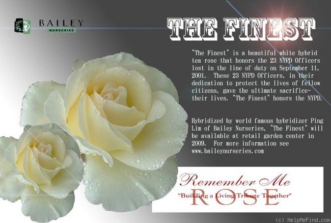 'The Finest' rose photo