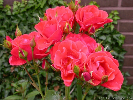 'Feuerwerk ®' rose photo