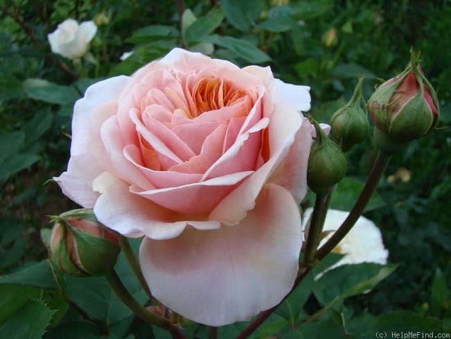 'Abraham Darby' rose photo