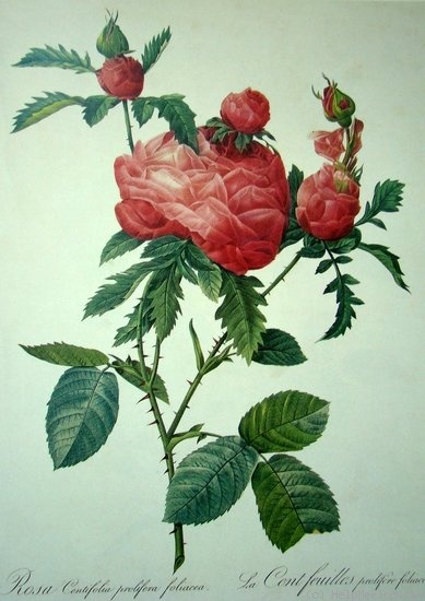 '<i>Rosa centifolia prolifera foliacea</i>' rose photo