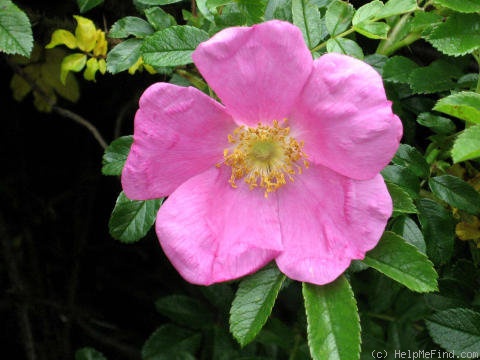 '<i>Rosa</i> X 'Nitiponensis'' rose photo