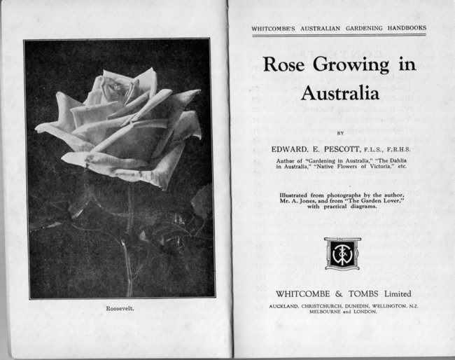 'Rose Growing in Australia'  photo