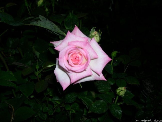 'My Inspiration (miniflora, Wells 2007)' rose photo