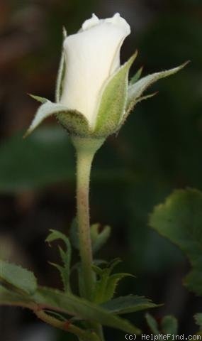 'Horstmann's Rosenresli' rose photo