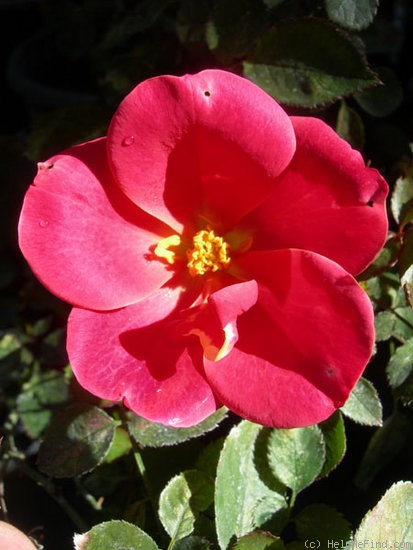'VAHLB' rose photo