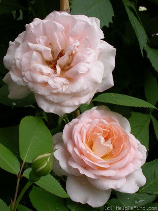 'Clair Renaissance ™' rose photo