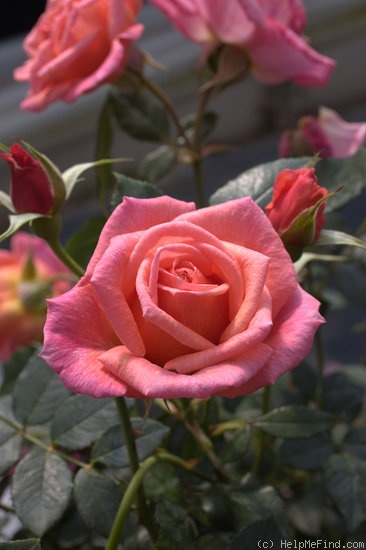 'Electric Lady' rose photo