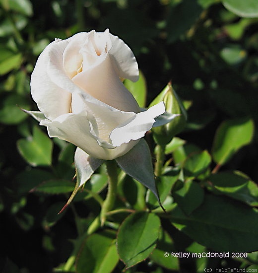 'White Majesty (hybrid tea, Meilland, 1990)' rose photo