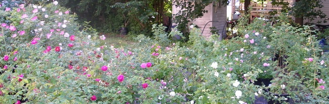 'Azalea House Flowering Shrub Farm'  photo