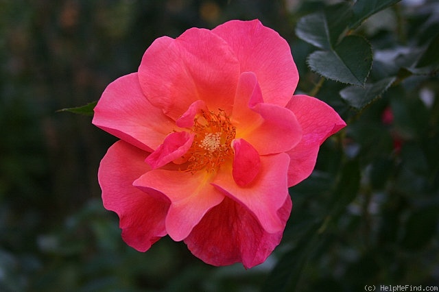 'All the Rage' rose photo