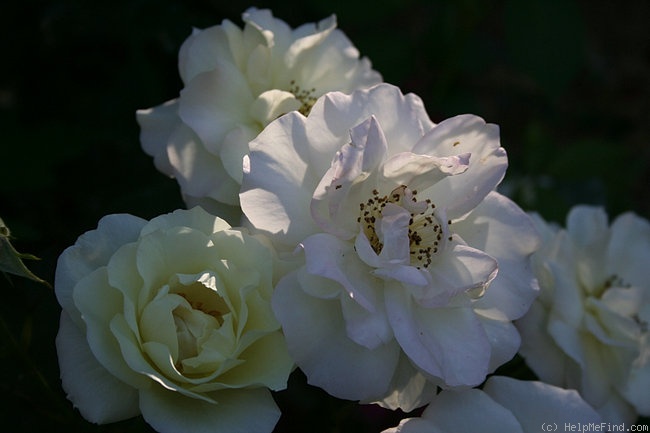 'Macy's Pride™' rose photo