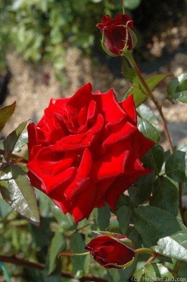 'Mathias Meilland ®' rose photo