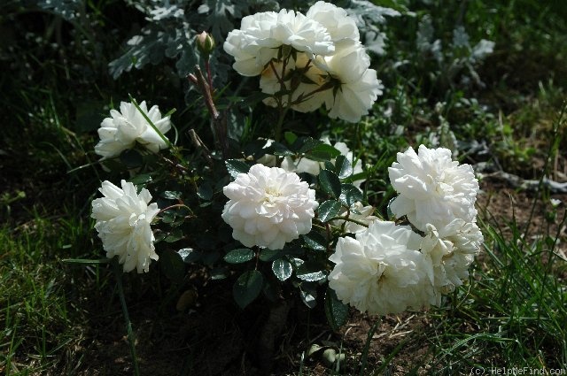 'Sea Foam (shrub, Schwartz 1963)' rose photo